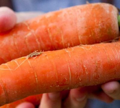 carrots in a child's hands